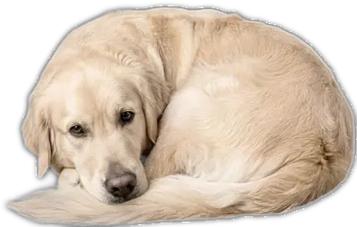 Bhodi the RippnerTennis dog