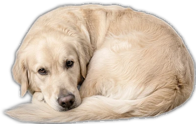 Bhodi the RippnerTennis dog